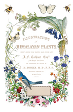 Load image into Gallery viewer, IOD Decor Transfer Pad 20 x 30.5cm - Flora Greca (8 sheets)