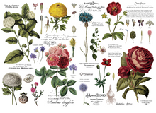 Load image into Gallery viewer, Redesign with Prima Transfer Large - Vintage Botanical