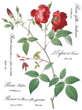 Load image into Gallery viewer, IOD Decor Transfer Pad 31 x 41cm - Redoute II (8 sheets)