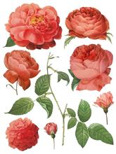 Load image into Gallery viewer, IOD Decor Transfer Pad 31 x 41cm - Redoute II (8 sheets)
