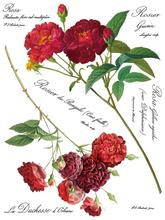 Load image into Gallery viewer, IOD Decor Transfer Pad 31 x 41cm - Redoute II (8 sheets)