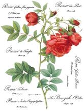 Load image into Gallery viewer, IOD Decor Transfer Pad 31 x 41cm - Redoute II (8 sheets)