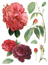 Load image into Gallery viewer, IOD Decor Transfer Pad 31 x 41cm - Redoute II (8 sheets)