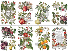 Load image into Gallery viewer, IOD Decor Transfer Pad 20 x 30.5cm - Clementine (8 Sheets)

