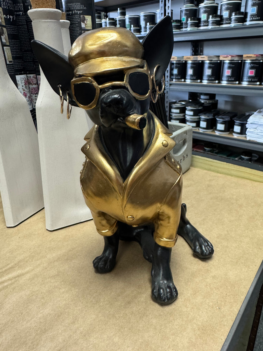 Black and Gold Chihuahua with attitude