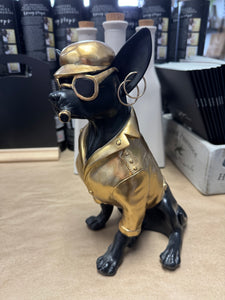 Black and Gold Chihuahua with attitude
