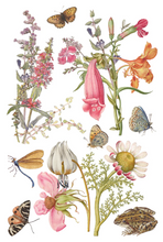 Load image into Gallery viewer, IOD Decor Transfer Pad 20 x 30.5cm - Primrose Isle (8 sheets)
