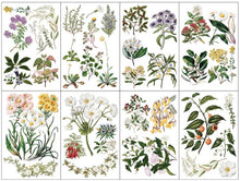 Load image into Gallery viewer, IOD Decor Transfer Pad 20 x 30.5cm - Sarah Featon&#39;s Botanicals (8 Sheets)
