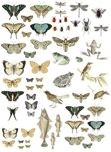 IOD Decor Transfer Pad 31 x 41cm - Entomology Etcetera (4 Sheets)